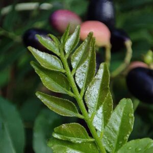 Curry Leaf Seeds