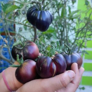 black Tomato