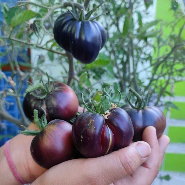 black Tomato