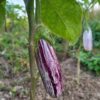 Grafetti Brinjal - Image 2