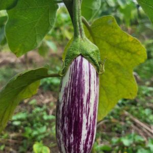 the Graffiti Brinjal, with its striking purple and white stripes