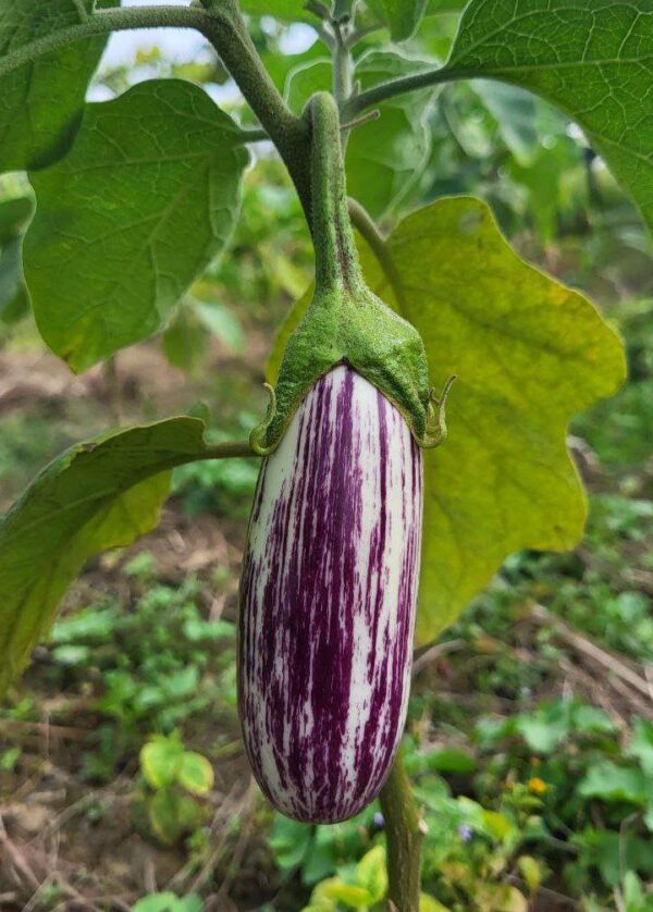 the Graffiti Brinjal, with its striking purple and white stripes