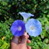 Morning Glory – Blue Star