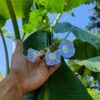 Morning Glory – Blue Star - Image 2