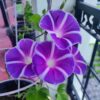 Mt Fuji Purple Morning Glory