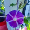 Mt Fuji Purple Morning Glory - Image 2