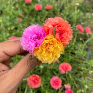 A close-up of a hand holding colorful Portulaca blooms, highlighting their delicate, rose-like ruffled petals.