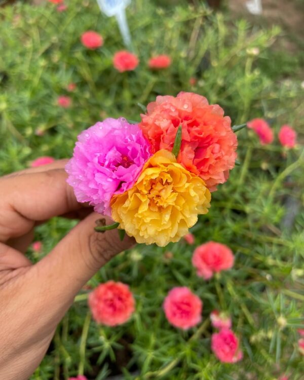 A close-up of a hand holding colorful Portulaca blooms, highlighting their delicate, rose-like ruffled petals.