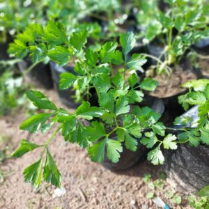 large leaf italian parsley growing in small black colour plastic pots