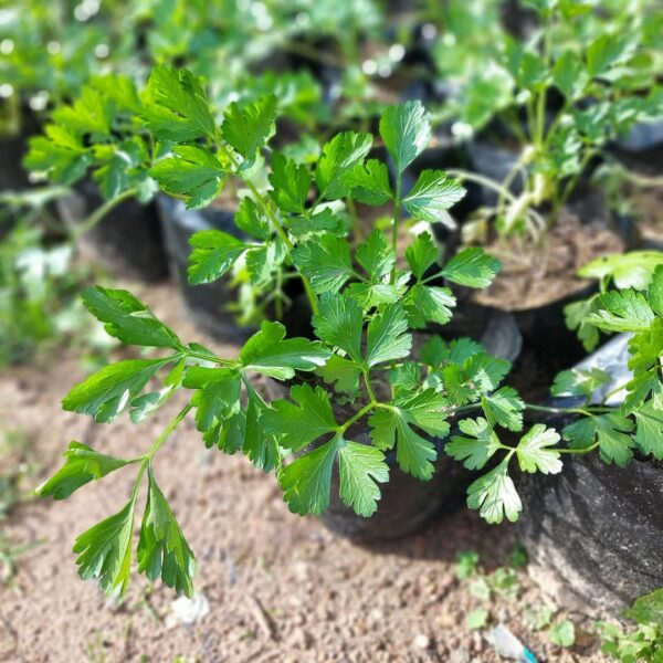 large leaf italian parsley growing in small black colour plastic pots