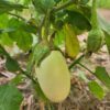 Eggplant - Japanese White Egg