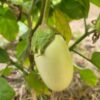 Eggplant - Japanese White Egg - Image 2