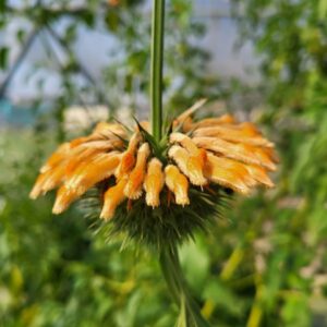 Klip Dagga in full bloom with vibrant orange tubular flowers.