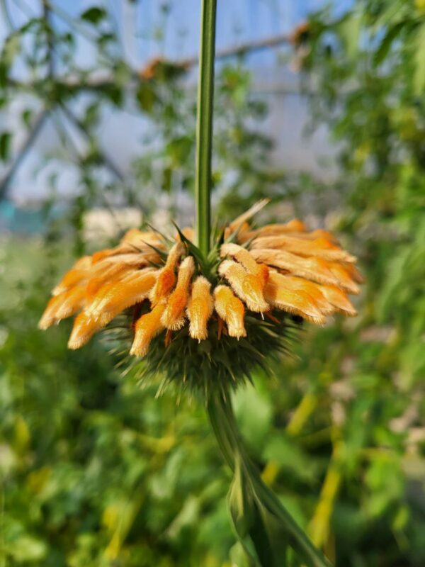 Klip Dagga in full bloom with vibrant orange tubular flowers.