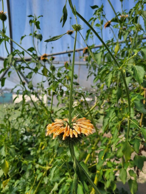 Tall-growing Klip Dagga thriving in a lush greenhouse environment.