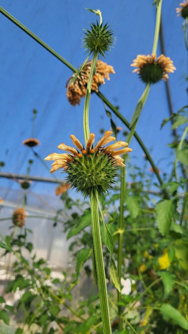 Spiky green seed pods and bright orange Klip Dagga blossoms.