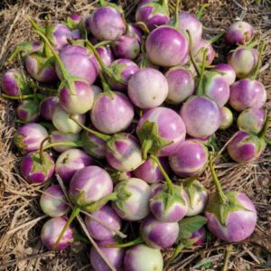 Thai lavender frog eggplant harvested at our farm