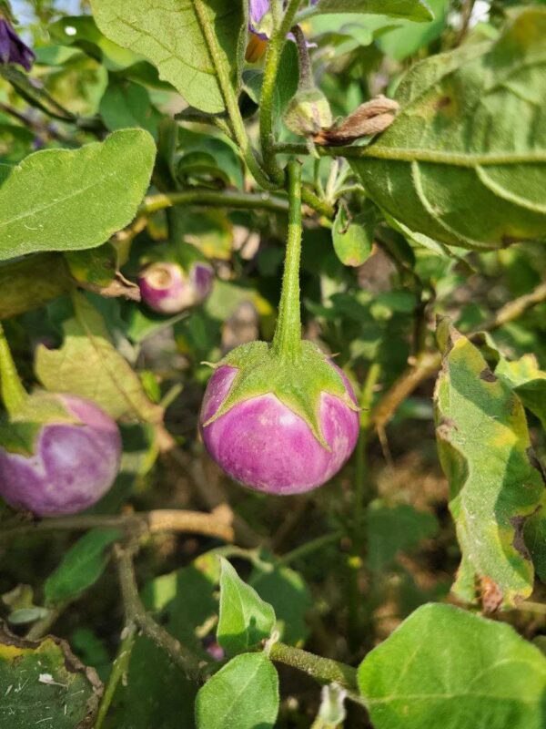 cute looking thai lanvender frog eggplant fruit hanging on the plant