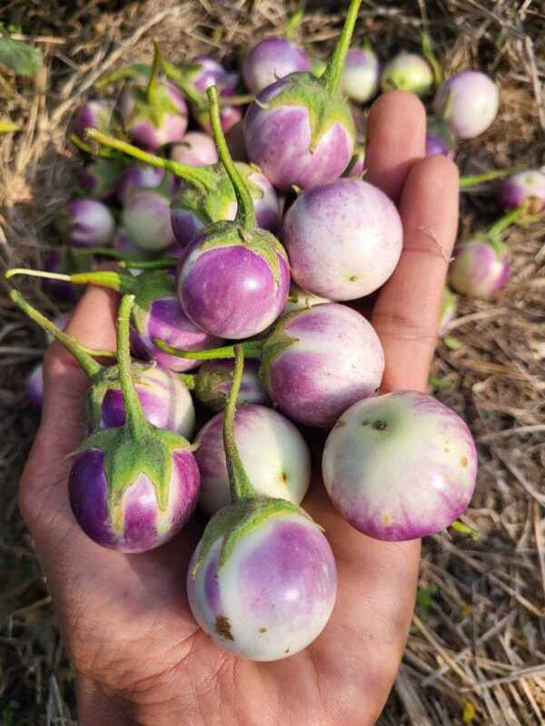 holding thai lavender frog eggplant to showcase how small these are,