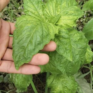 large leaves of mammoth basil