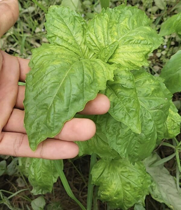 large leaves of mammoth basil