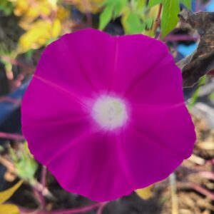 vibrant, trumpet-shaped flowers of morning glory scarlet ohara