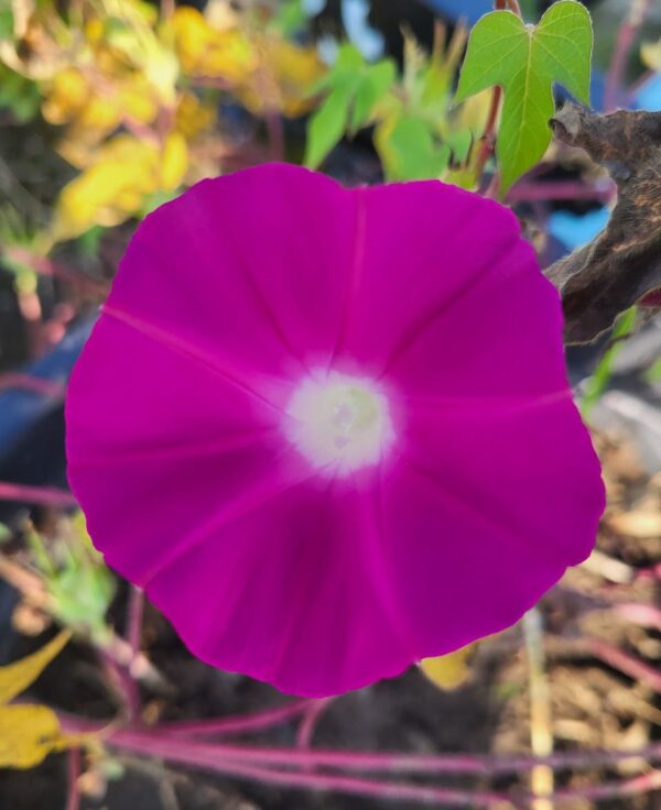 vibrant, trumpet-shaped flowers of morning glory scarlet ohara