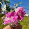 holding morning glory split second