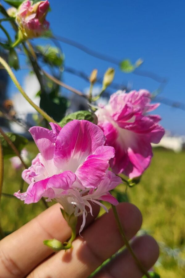 holding morning glory split second