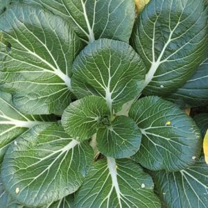 white stem pak choi