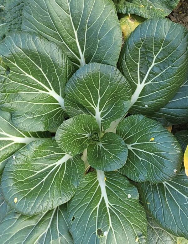 white stem pak choi