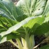 Pak Choi - White Stem - Image 2