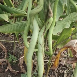 plant full of long green snake brinjals