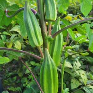 fat pods of star of david okra