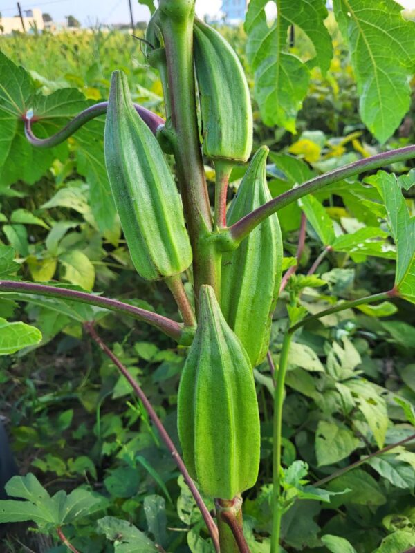 fat pods of star of david okra