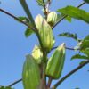 Star of David Okra - Image 2