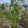 plant full of thick pods of star of david okra