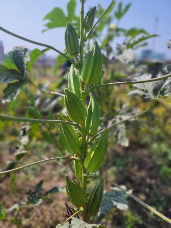 plant full of thick pods of star of david okra