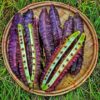 purple winged beans harvested
