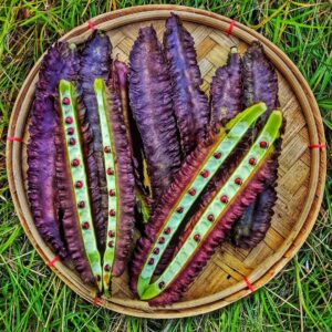 purple winged beans harvested