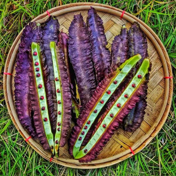 purple winged beans harvested