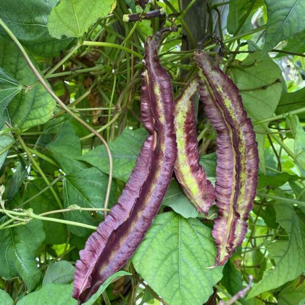 purple winged beans hanging beautifully