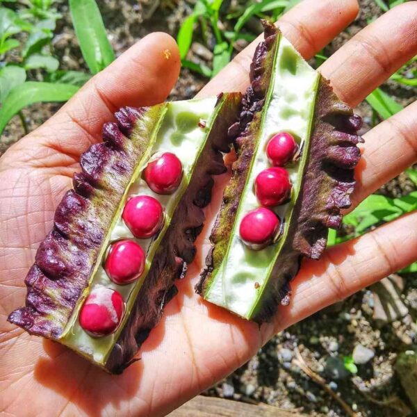 purple winged beans seeds