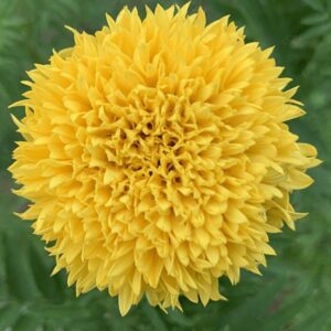 yellow teddy bear marigold