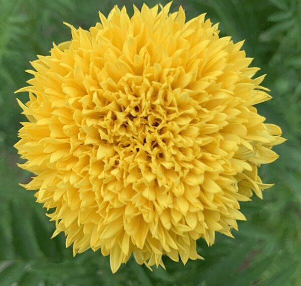 yellow teddy bear marigold