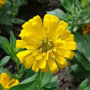 a bright yellow zinnia blooming