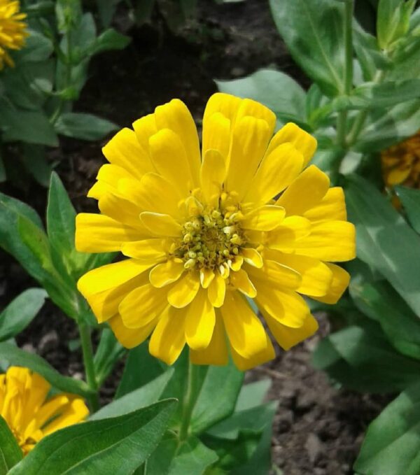 a bright yellow zinnia blooming