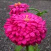 Zinnia Elegans Pink Queen