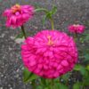 Zinnia Elegans Pink Queen - Image 2