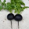 Radish 'Round Black Spanish'